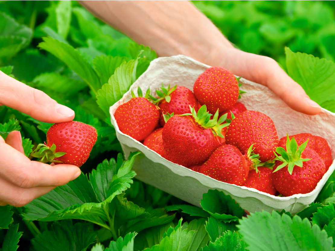 Visvērtīgākās, protams, ir svaigas ogas.