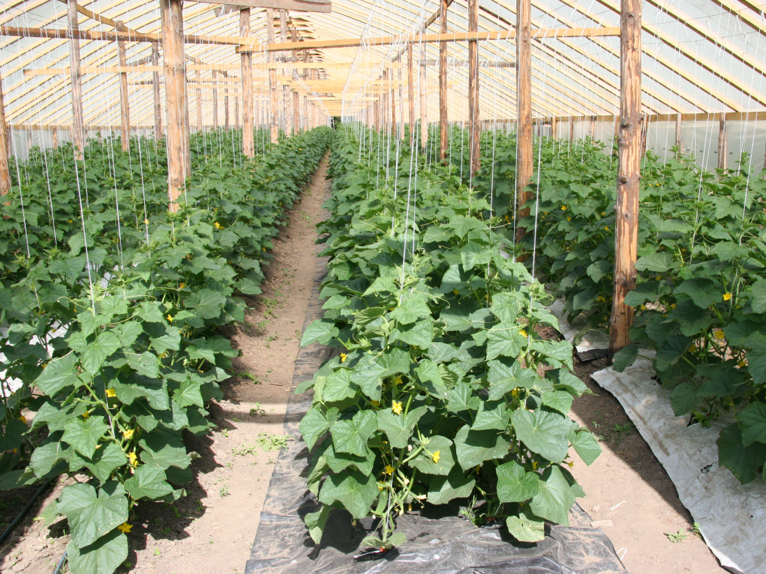 Profesionāli audzēti, veselīgi gurķu stādi siltumnīcā.