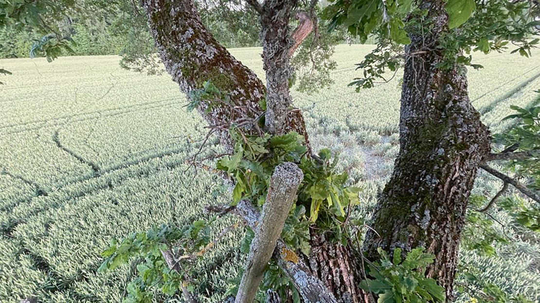 Labībā redzamas dzīvnieku iemītas takas.