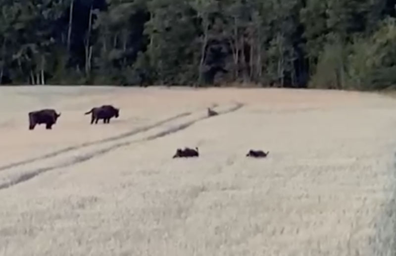 Aculiecinieka video: Vilks, mežacūkas un sumbri vienā kadrā.