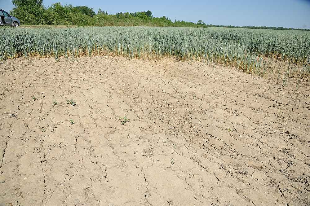 Balvu novada saimniecībā "Līči" jau ziemā izsala daļa kviešu. Tagad sausuma dēļ par labu kviešu ražu varot aizmirst, labākajā gadījumā tā būšot vidējā līmenī vai pat zem tā.