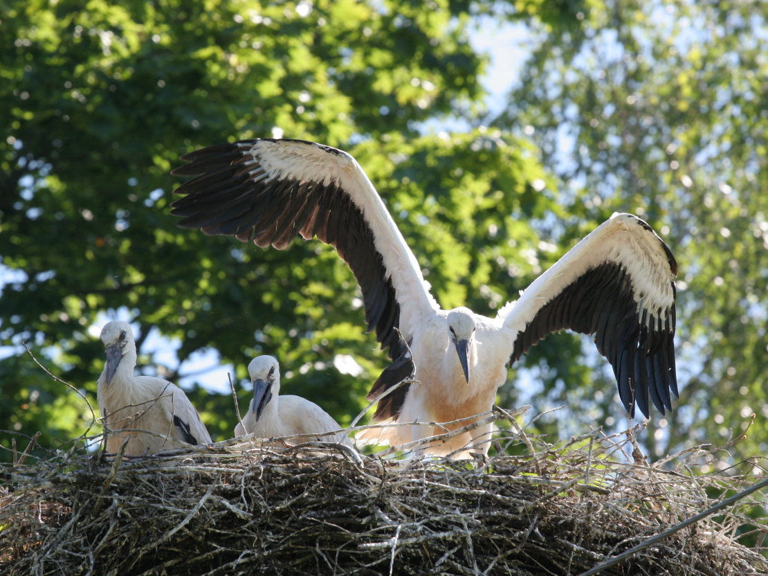 Stārķi, stārķu ligzda.