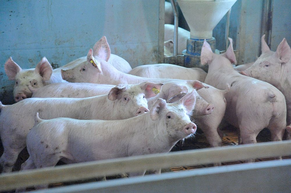 Mājas cūku turētājiem jāievēro stingri biodrošības pasākumi, lai ganāmpulkus neskartu bīstamais Āfrikas cūku mēris.