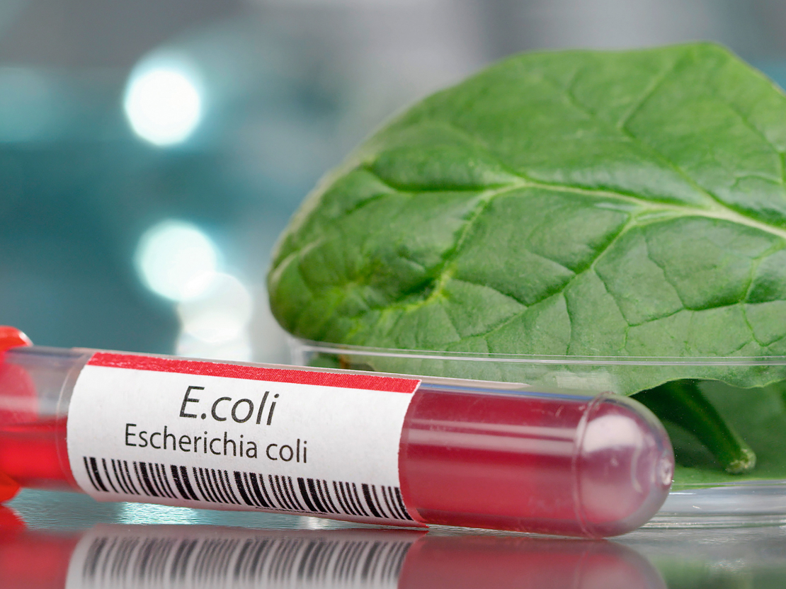 'E. coli' baktērijai ir daži celmi, kas veido toksīnus, kuri bojā zarnu gļotādu un var izraisīt slimības.