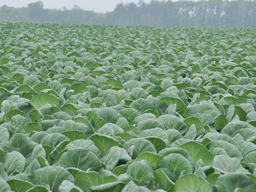 Lapu mēslojumi atbalsta lapu
veselību, neietekmējot saknes
.