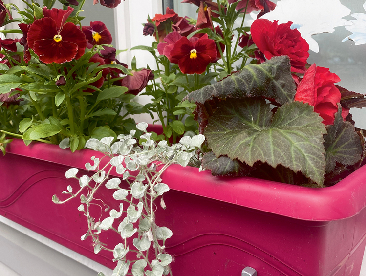 Svarīgi, lai augs ne tikai būtu sagaidījis pavasari, bet arī skaisti augtu nākamajā gadā.