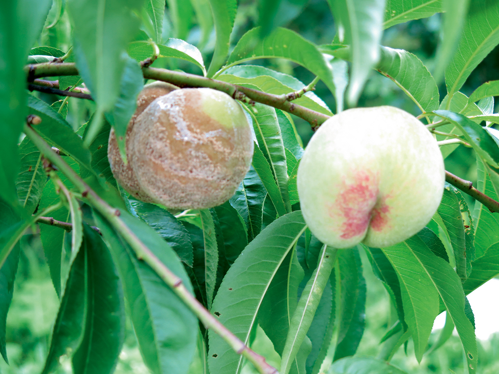 Lai ierobežotu puvju attīstību, patlaban var vienīgi nolasīt iebojātos augļus.