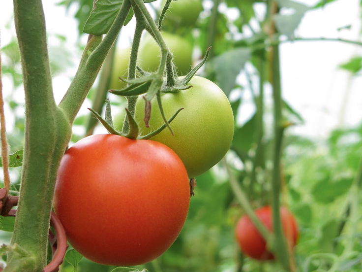 Lai tomātu raža sārtotos straujāk, siltumnīcā pirmos augļus atstāj neapēstus vai ienes gatavus agro šķirņu ābolus (var nopirkt veikalā, jo dārzā vēl nav.)