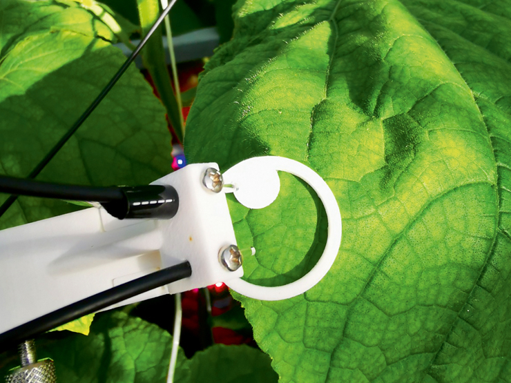 Fotosintēzes sensori tiek novietoti tieši uz augu lapām.