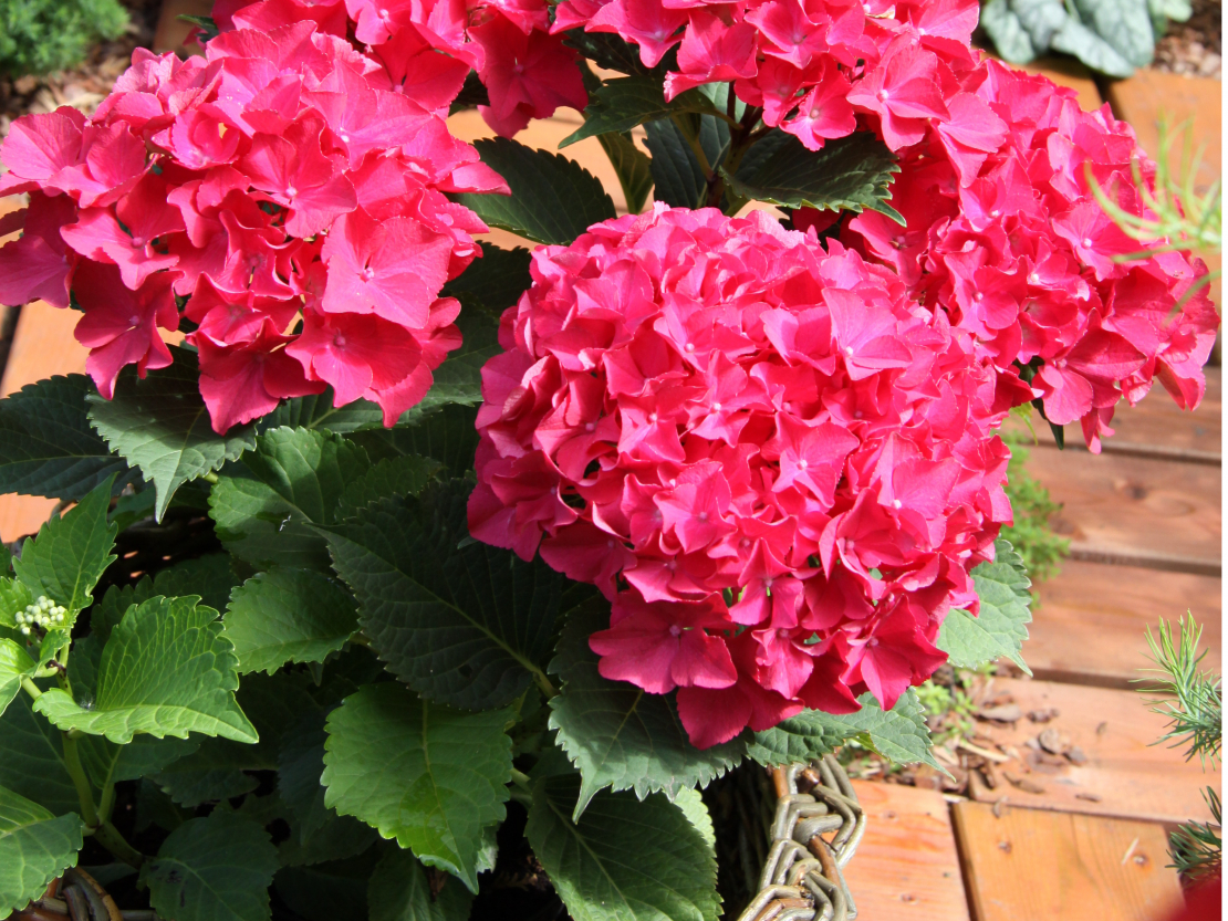 Dažkārt vasaras  sākumā  nopirktais augs saaudzis tik kupls, ka podā kļūst par šauru.