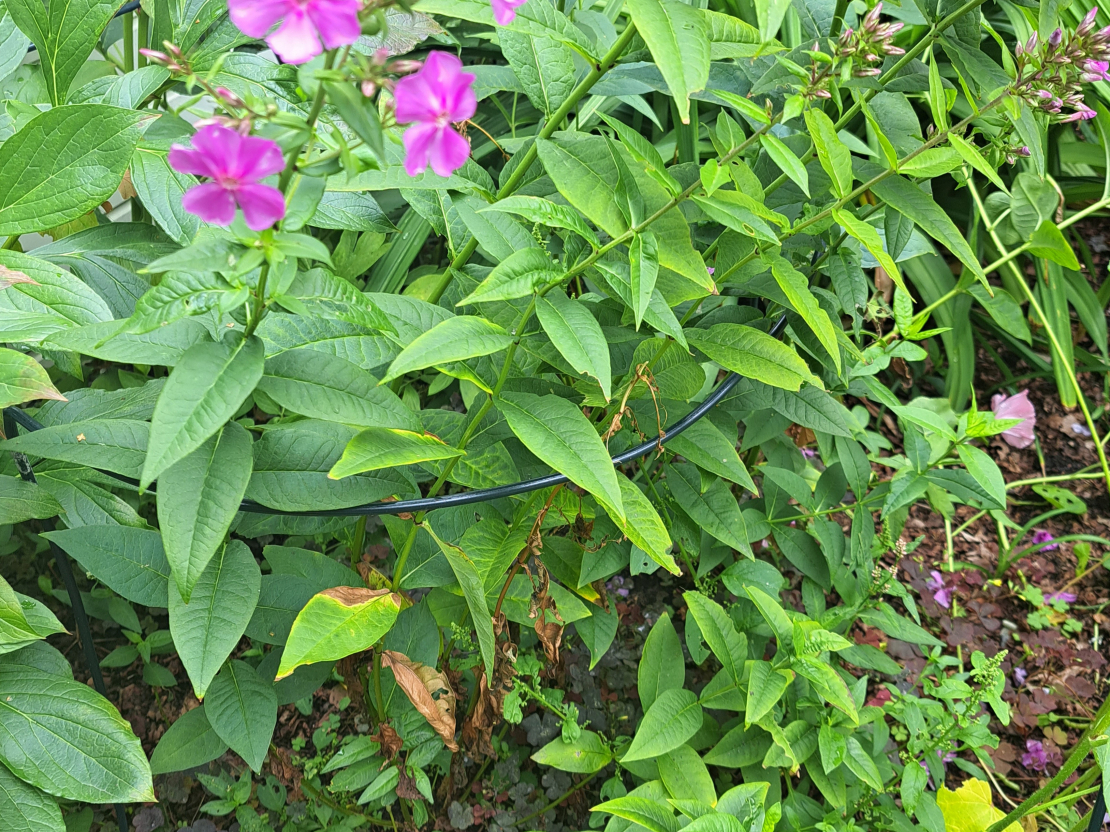 Flokšiem kāda kaite.