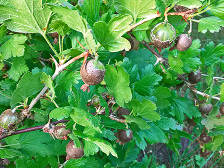 Audzējot ērkšķogas ēnainos apstākļos, tai ar laiku zūd izturība pret miltrasu.
