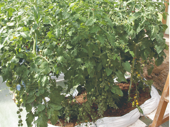 Tomātiem svarīgs pastāvīgs mitruma līmenis. Bagātīga saliešana reizi nedēļā tomātiem netīk. Tas palīdz saglabāt augu kvalitāti, tie neplaisā.