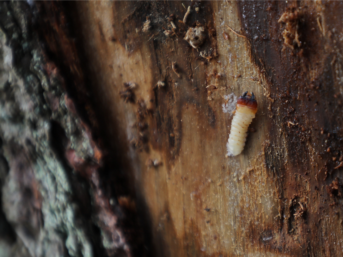 Egļu astoņzobu mizgrauža kāpurs.