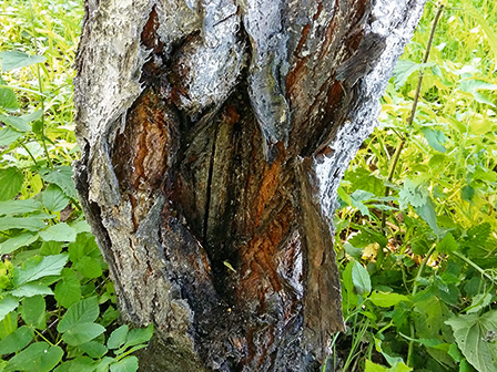Stumbra iekšpuse izskatās kā izēsta.