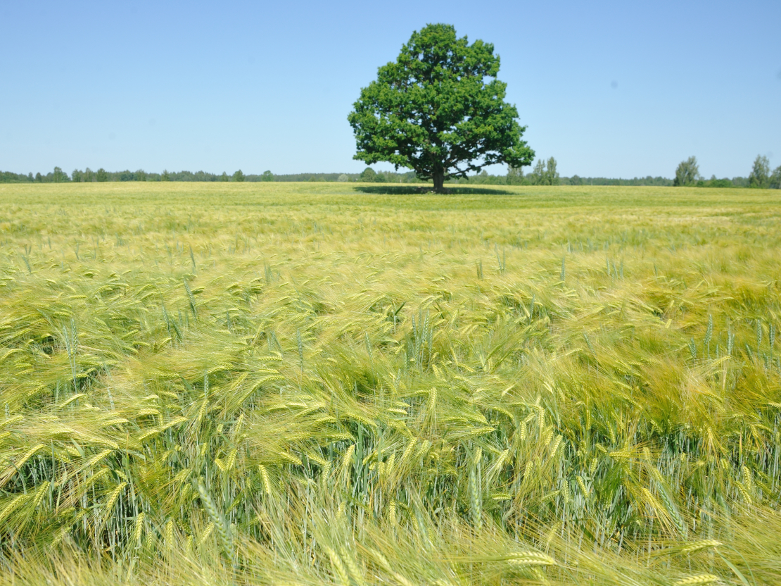 Miežu lauks Balvu pusē. 