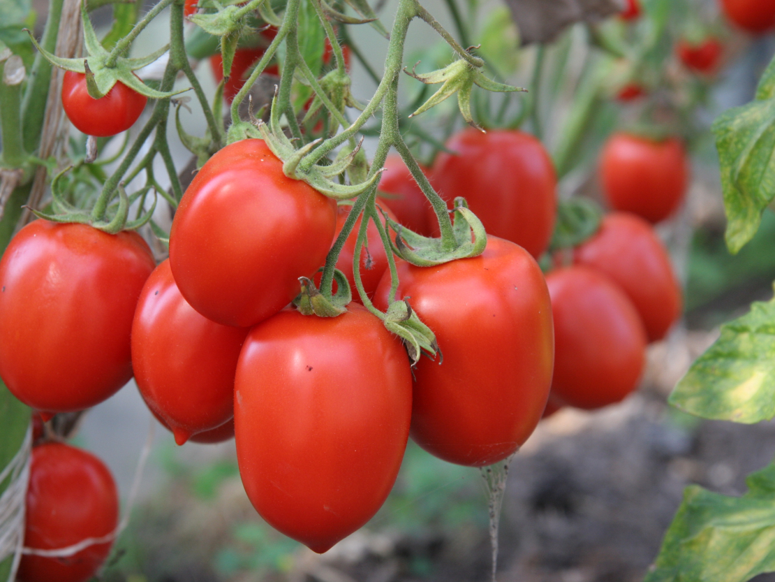 Lai tomātu ražošanas laiks būtu pēc iespējas ilgāks, tomātus vairākas reizes ieteicams miglot ar borskābi, kā arī laikus jāgalotņo garie stādi.