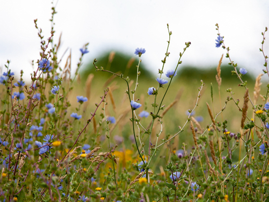 Cigoriņi ir vērtīgs lopbarības augs.