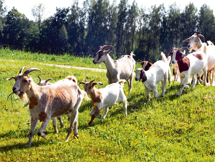 Latvijā īsteno piecas  kazu ciltsdarba programmas.
