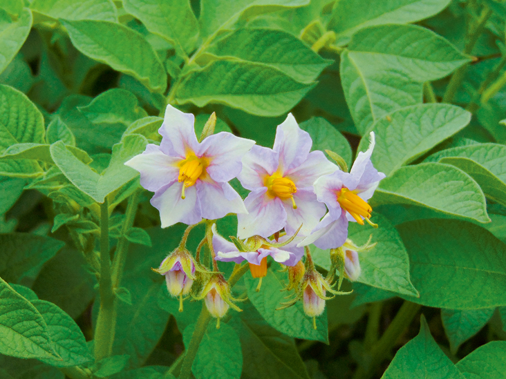 Šķirnes 'Jogla' zieds.