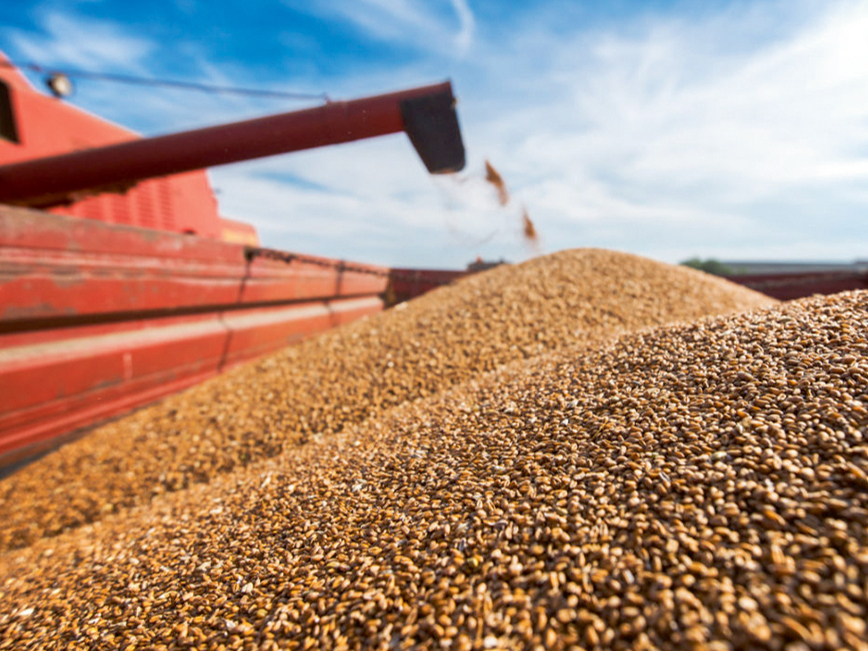 Tikko nokulti graudi, kaut arī sausi, bieži vien nav ilgstoši uzglabājami.