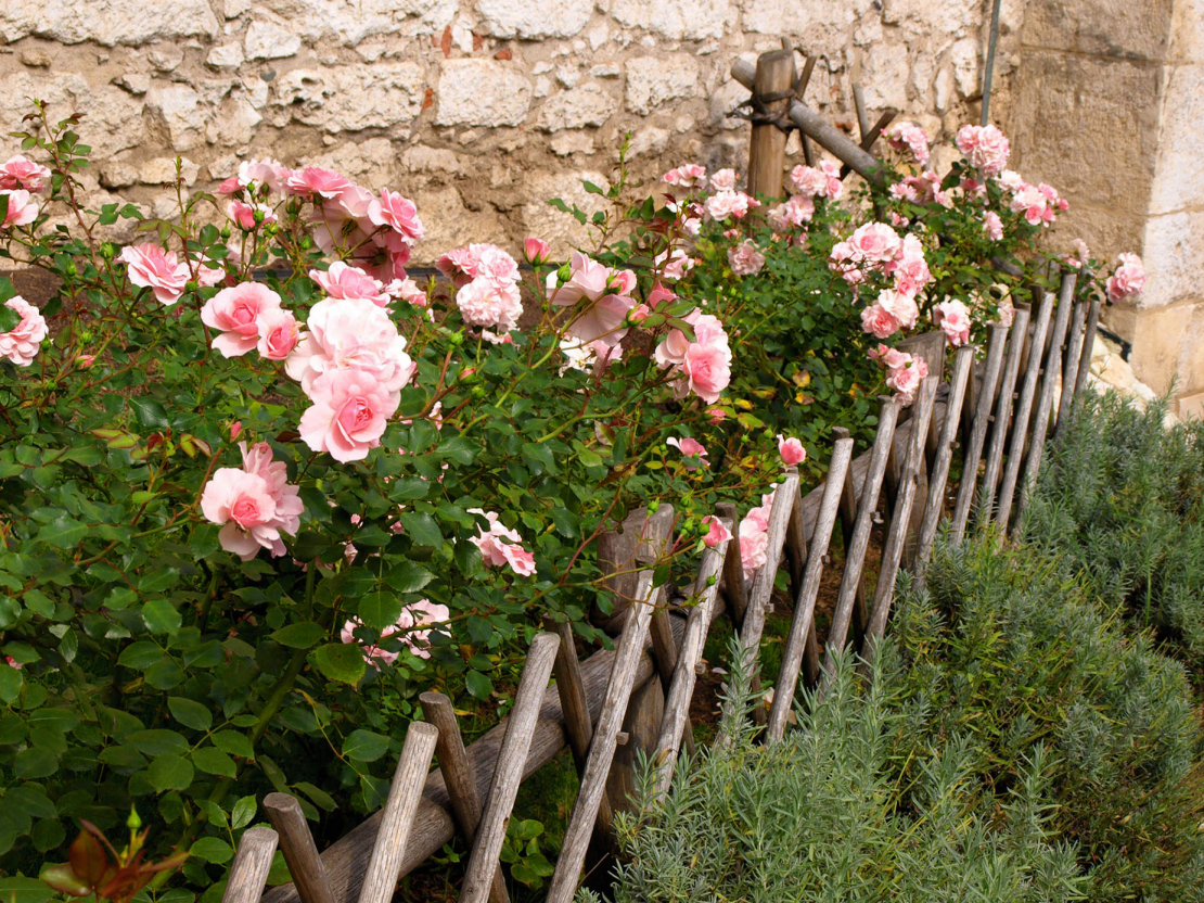 Rozes prasa daudz vairāk kopēja uzmanības un pūļu nekā citi augi.