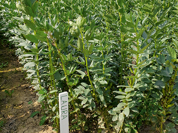 Šķirne 'Laura'.