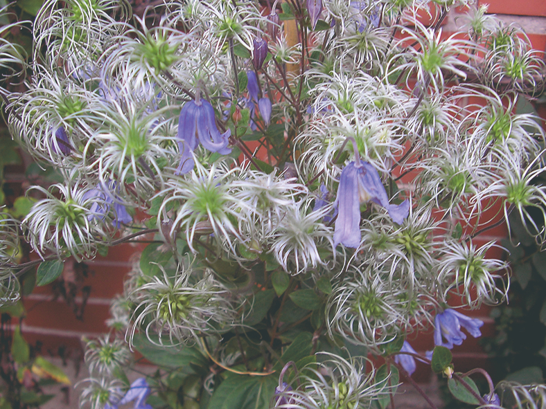 Mežvīteņa ziedkopas.