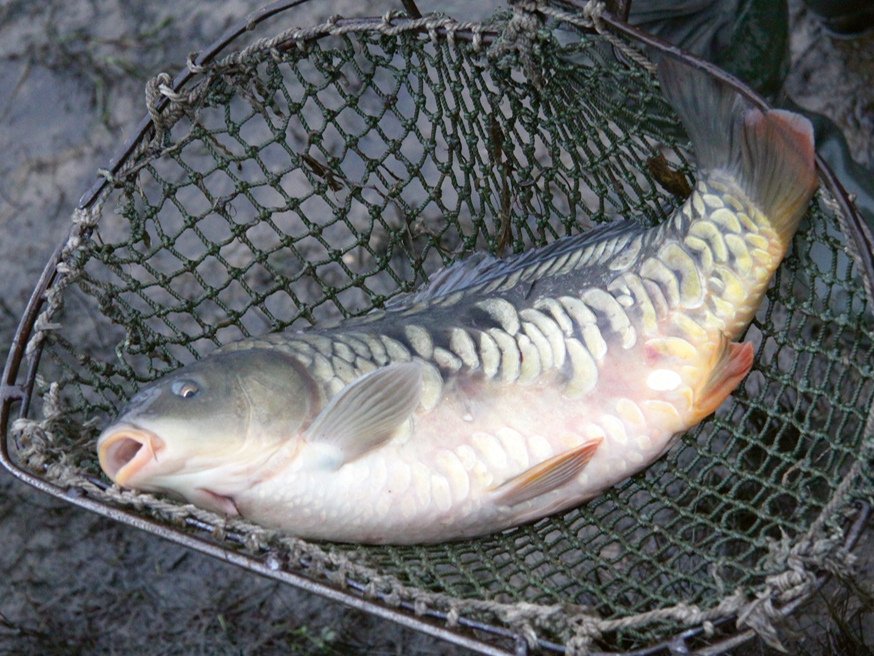 Latvijas bioloģiskie zivju audzētāji galvenokārt audzē karpas (attēlā) kopā ar dažādām citām sugām – līņiem, forelēm, līdakām, karūsām, zandartiem.
