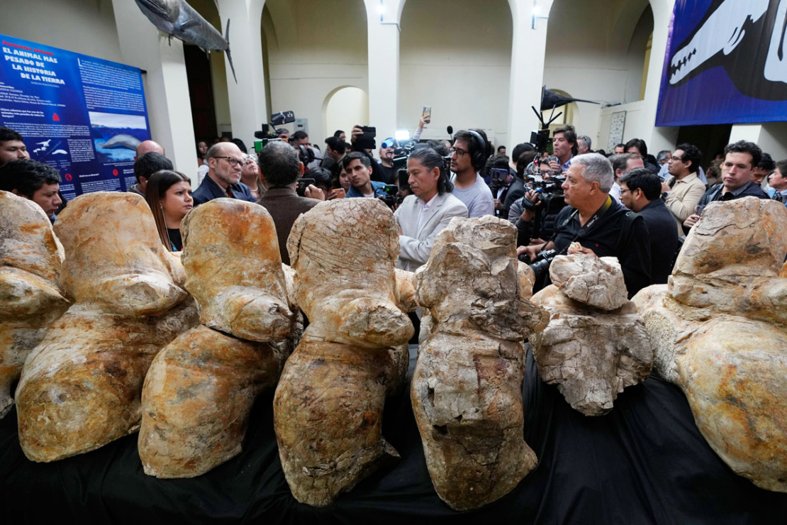 Zinātnieki atklājuši jaunu kandidātu uz Zemes smagākā dzīvnieka titulu - sen izmirušu vaļa sugu.