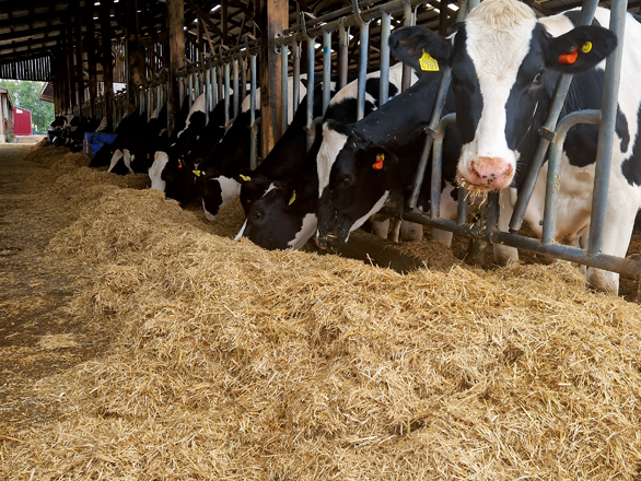Barības deva grūsnajām telēm ar salmiem.