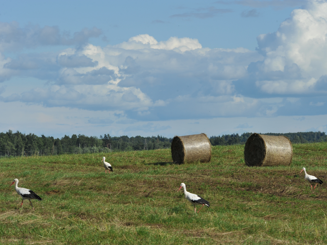 Lauks ar siena ruļļiem.