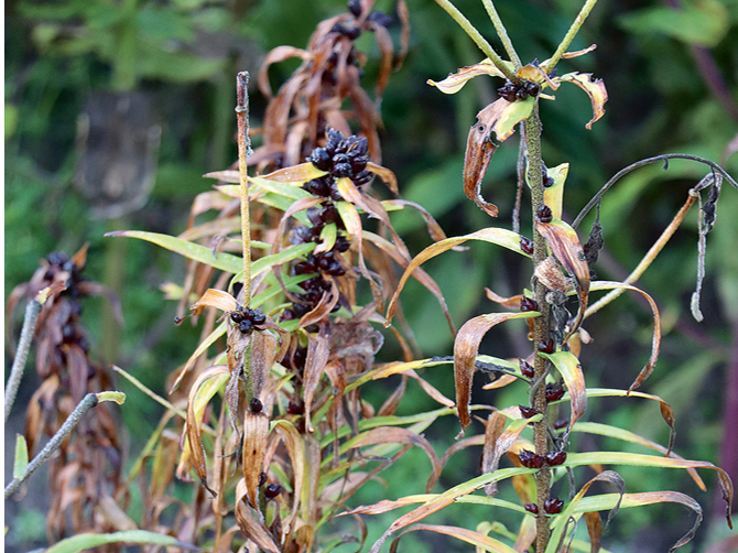 Lilijas saslima ar 'Botrytis cinerea' izraisīto pelēko puvi, visticamāk, kad iestājās vēss un lietains laiks.