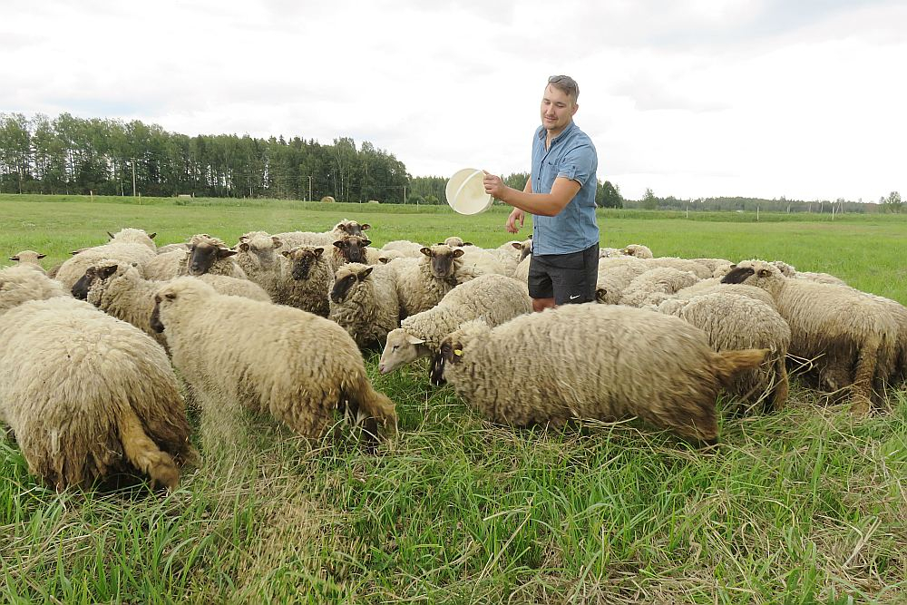 "Esmu gatavs kādas četras aitas gadā pats aiznest uz mežu, lai vilkiem labi, bet pie manis tie nākt nedrīkst! Vilks ir valsts īpašums – lai valsts atbild un kompensē zaudējumus!" sašutis Emīls Jauntēvs, kurš, visticamāk, aitu audzēšanai metīšot mieru – vilku uzbrukumu dēļ.