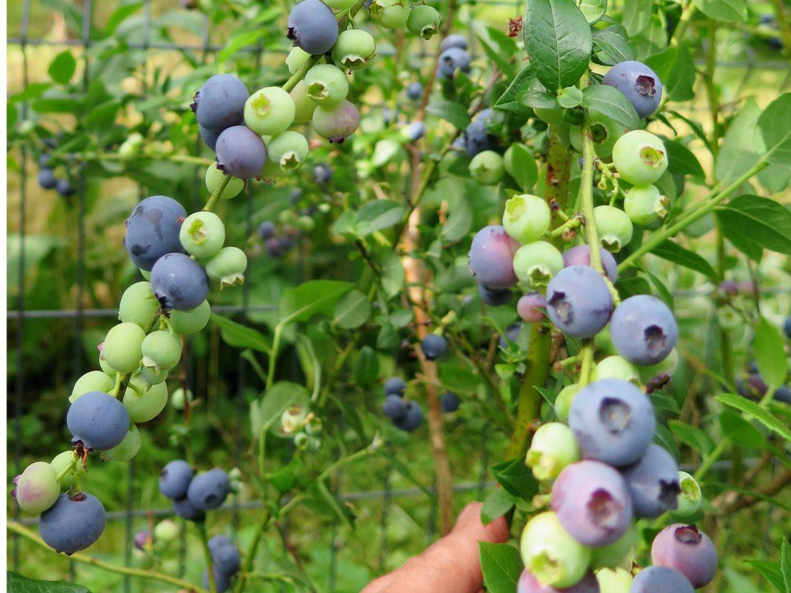 Pērn saīsinātais dzinums veidojis daudz sānzariņu, uz kuriem ir bagāta raža.