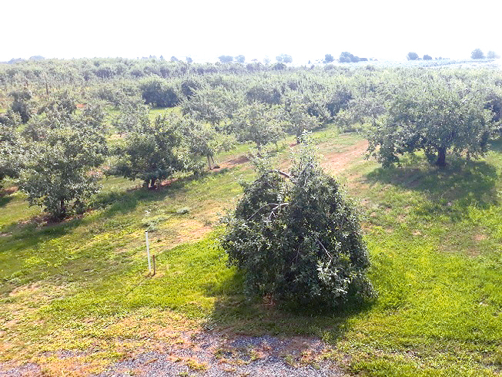 Bakteriālā iedega ir ļoti bīstama augļkoku slimība, kas var izpostīt līdz 80% no augļu dārza stādījuma. 
