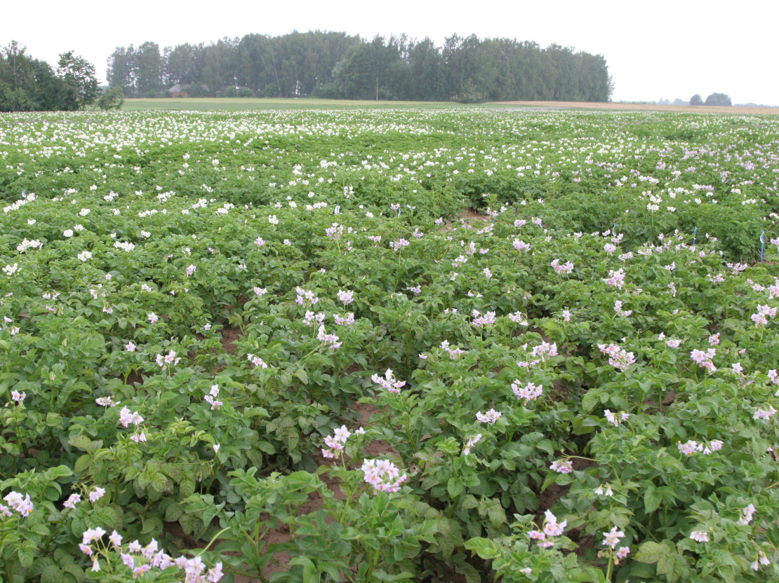 Kartupeļu lauks.