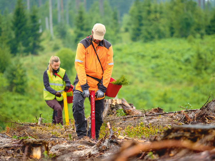 Pavasara sausumam piemērotāki būs ietvarstādi – jo kociņam saknītes jau ir kūdras substrātā, kas saglabā mitrumu.