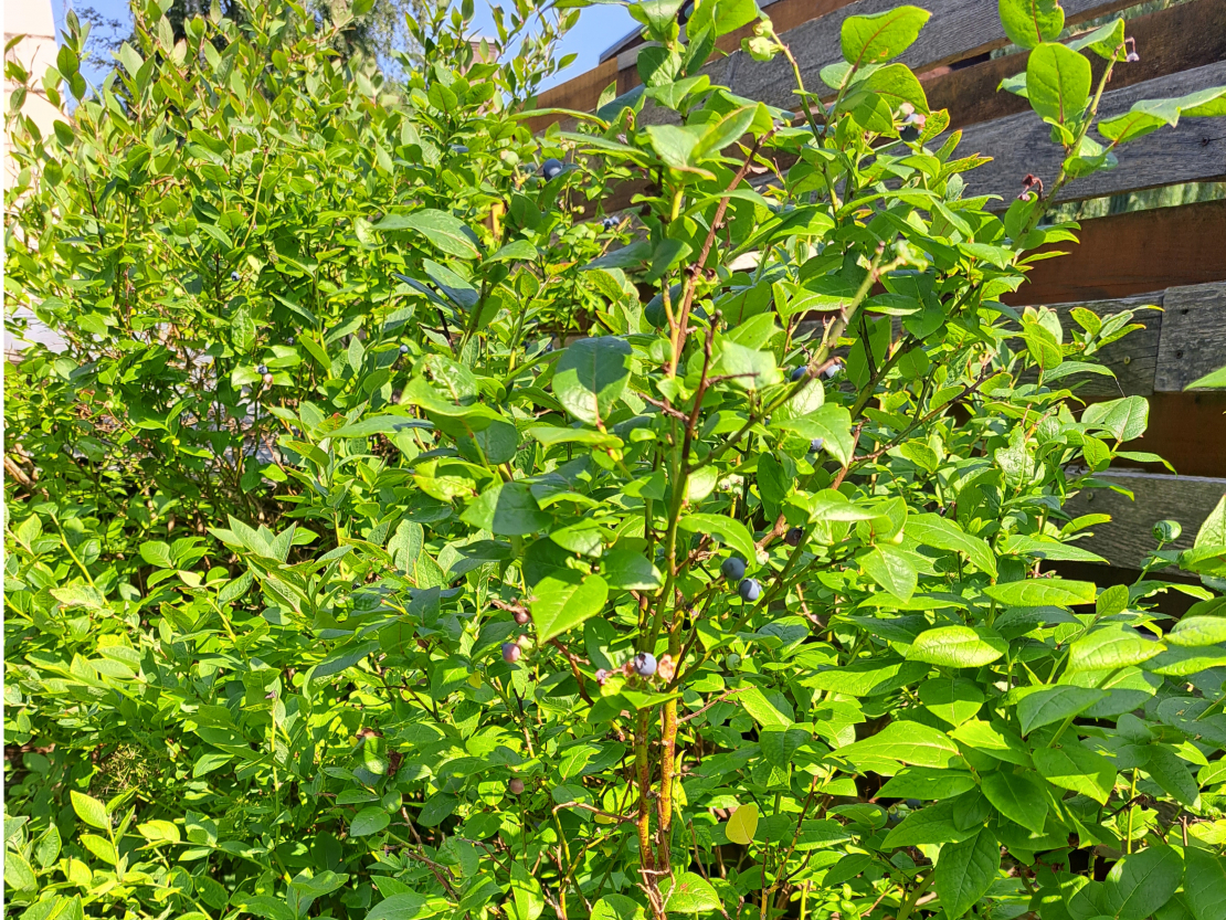 Krūmmellenes paaugušas garumā, tomēr ogu tikpat kā nav.