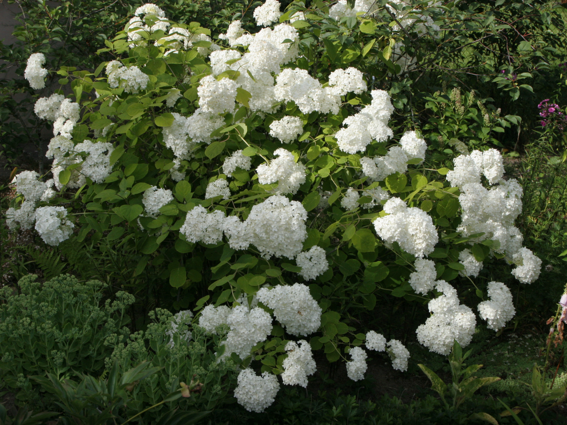 Hortenzija.