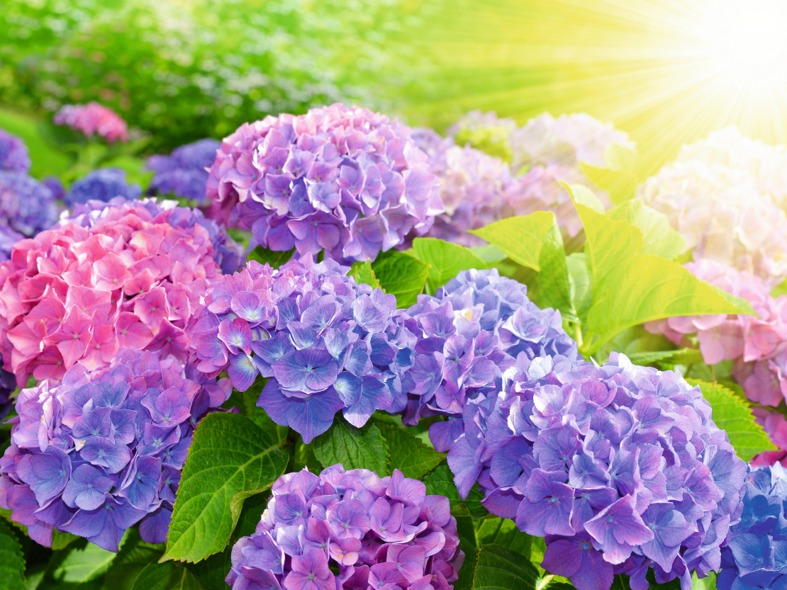 Lai veidotos skaisti ziedi, liellapu hortenziju novieto pusēnā, ne pilnā ēnā. Svarīgi arī uzmanīt, lai tā neiekalst.