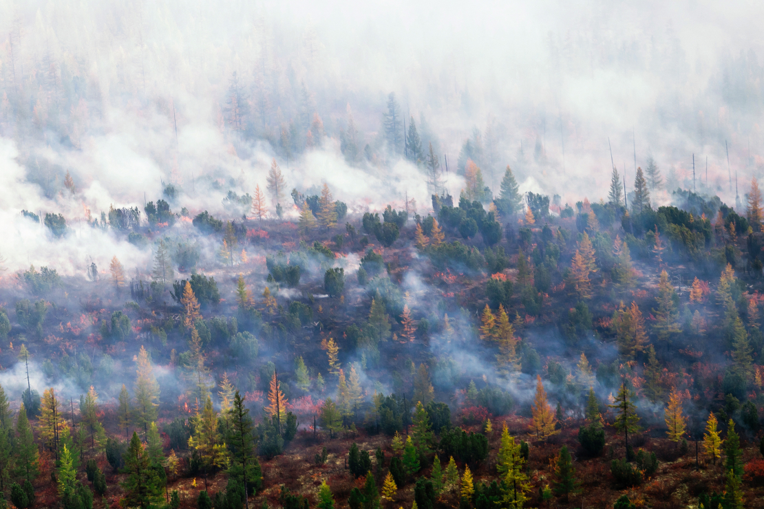 Sibīrijas taiga no putna lidojuma.