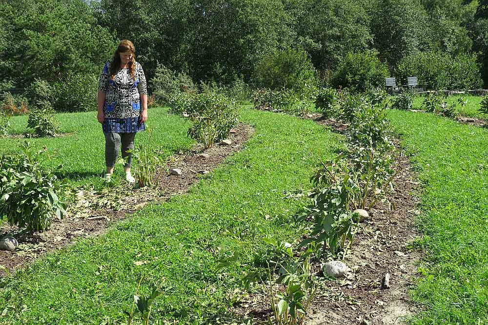 Krusa krietni papļāvusi arī peoniju dārzu Irlavas pagasta "Romju" saimniecībā. Laila Leja sestdien ar palīgiem nokopa postažu.