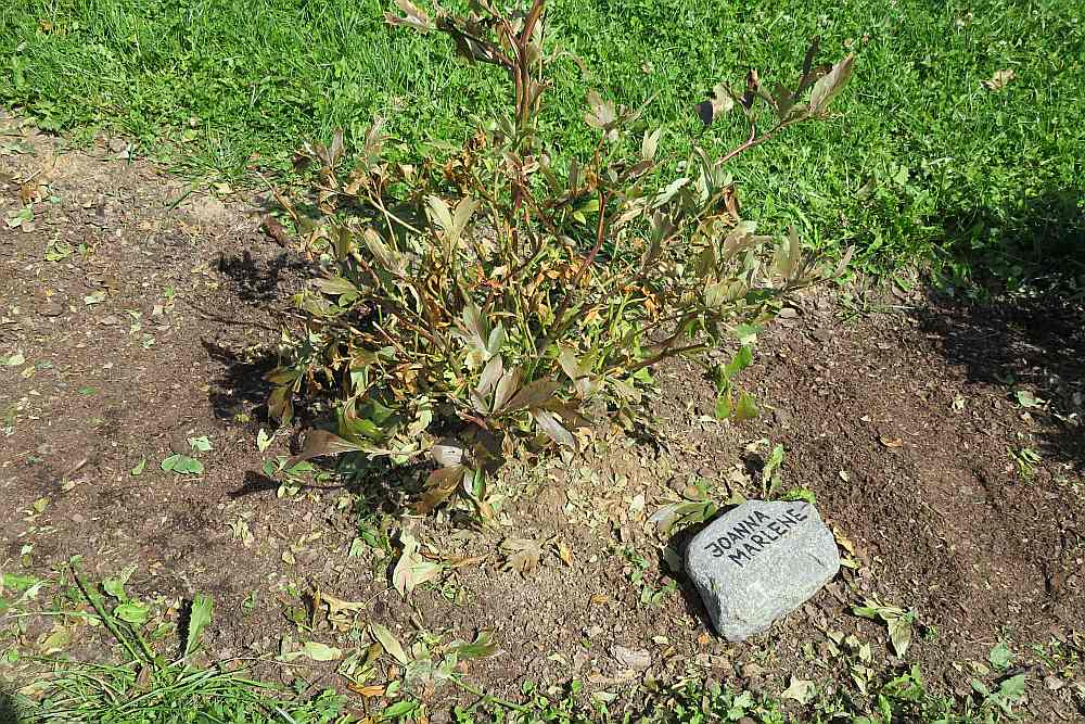 Krusa krietni papļāvusi arī peoniju dārzu Irlavas pagasta "Romju" saimniecībā. Laila Leja sestdien ar palīgiem nokopa postažu.
