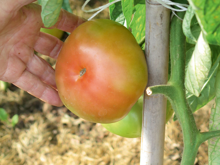 Kad tomāts sāk krāsoties, to var ņemt nost, lai arī citi apalīši pagūst tikt pie sārtuma.