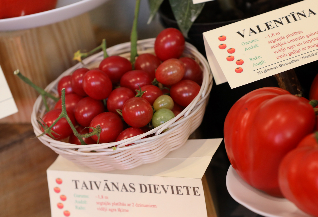 Izstāde "Tomāti un garšaugi 2023" Dabas muzejā.