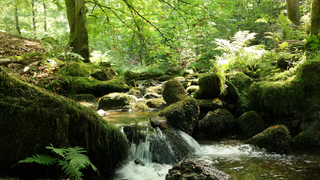 Starp cilvēka garīgās attīstības ceļu un attīrīšanos lielā mērā liekama vienlīdzības zīme.