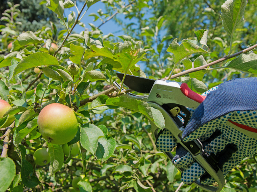 Tagad ir piemērots laiks turpināt vainaga veidošanu.