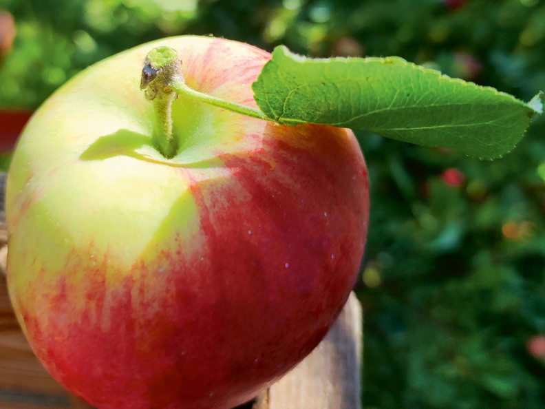 Ābeļu šķirnes 'Gita' augļi dažkārt noplūcami kopā ar daļu augļzariņa un lapām.