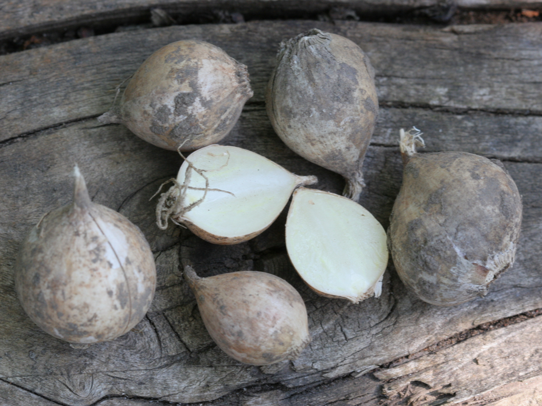 Apaļi ķiploki der gan stādīšanai, gan ēšanai.